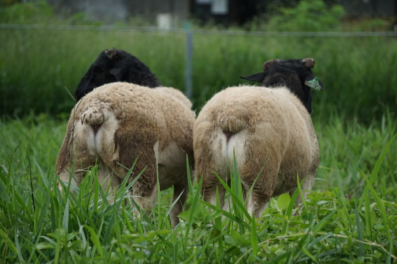 3 Tujuan Pemotongan Ekor Domba (Tail Docking Lamb)