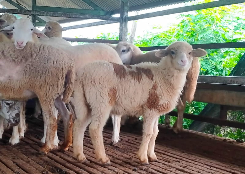 5 Perbedaan Domba Texel dan Merino yang Perlu Dipahami