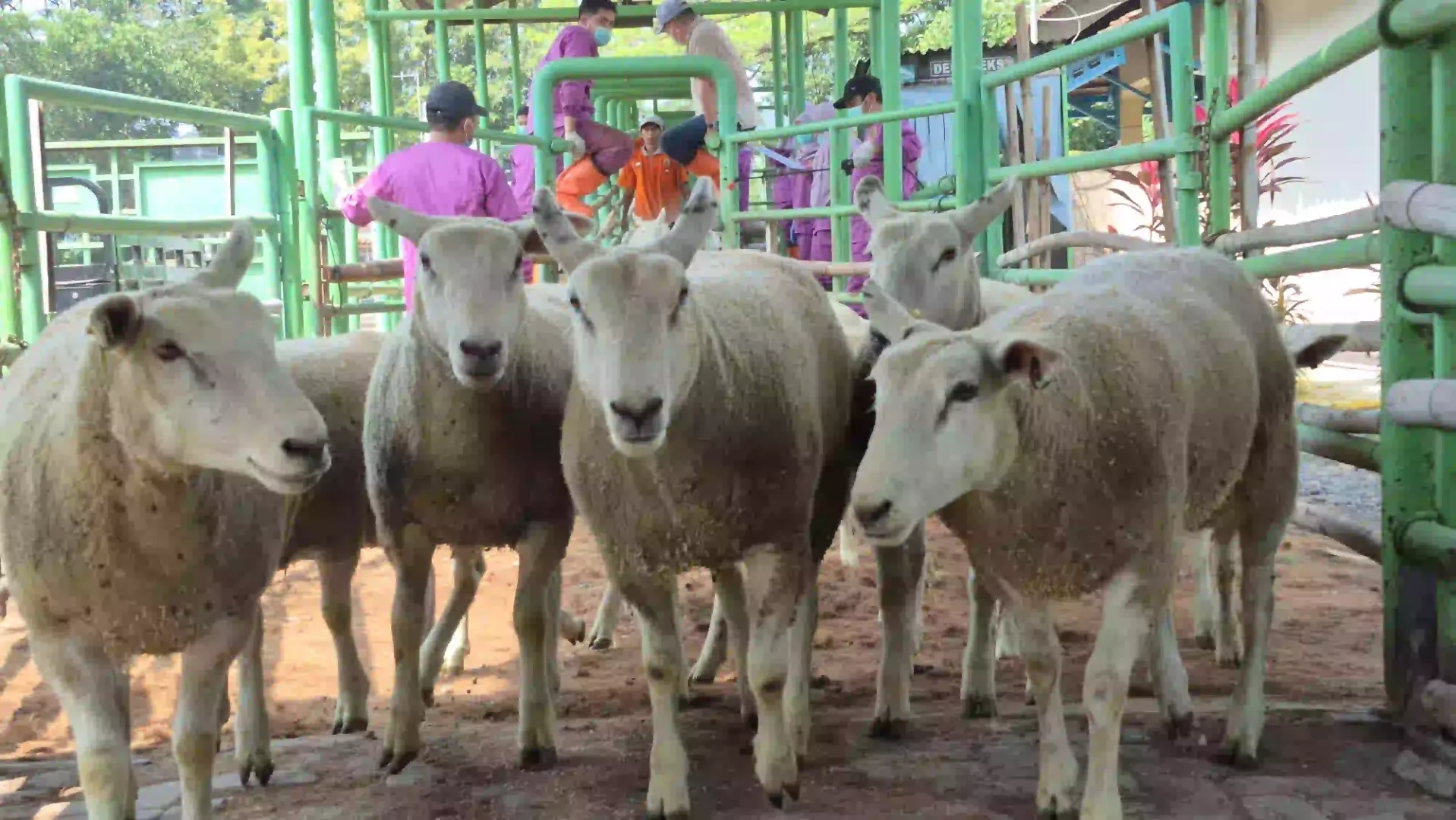 8 Cara Ternak Domba Pedaging untuk Pemula yang Efektif