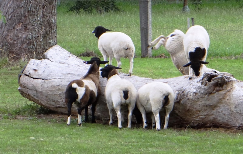 9 Jenis - Jenis Domba di Indonesia yang Cocok Untuk Diternakkan