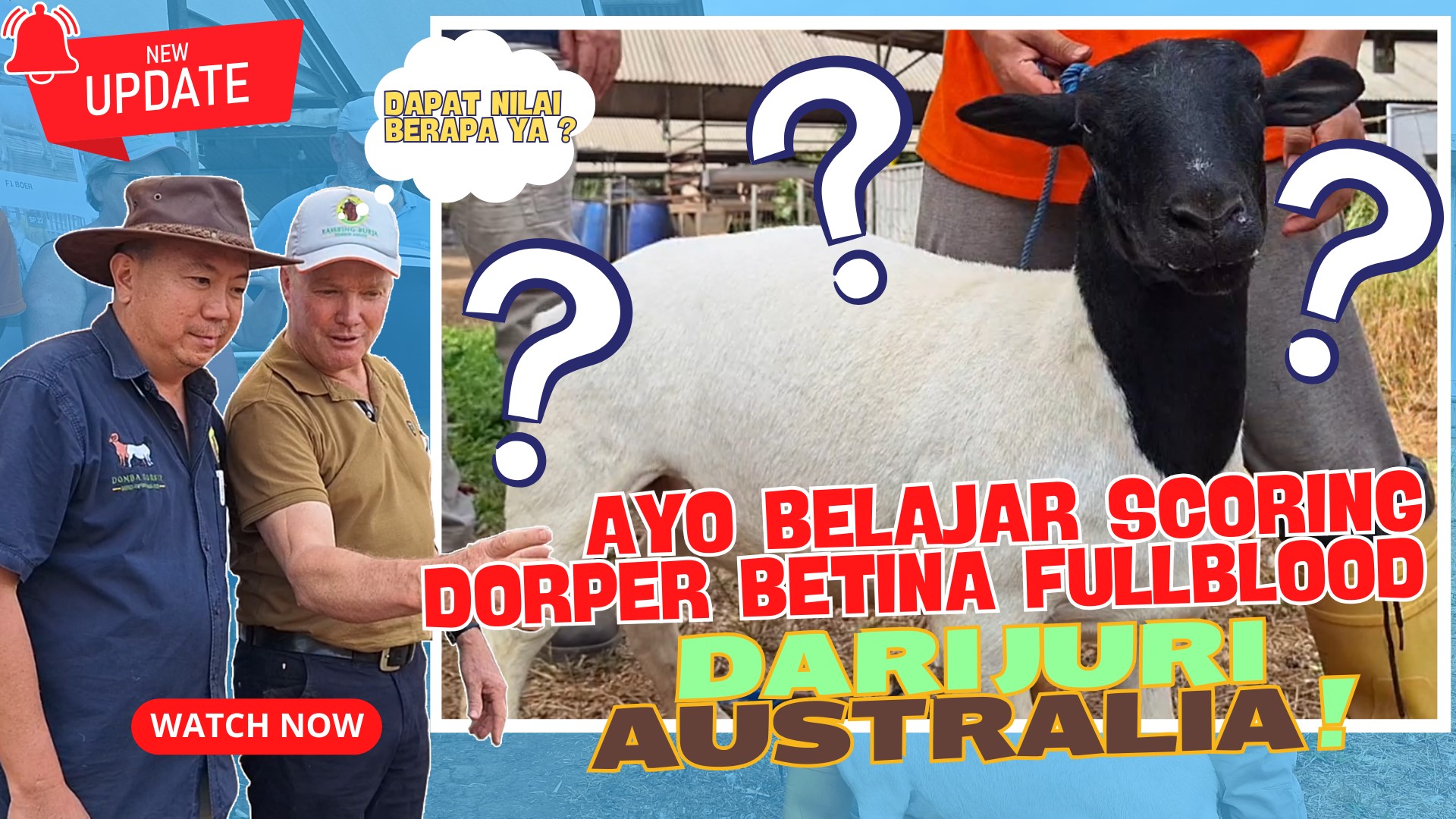 Belajar Scoring Domba Dorsip dari juri Australia