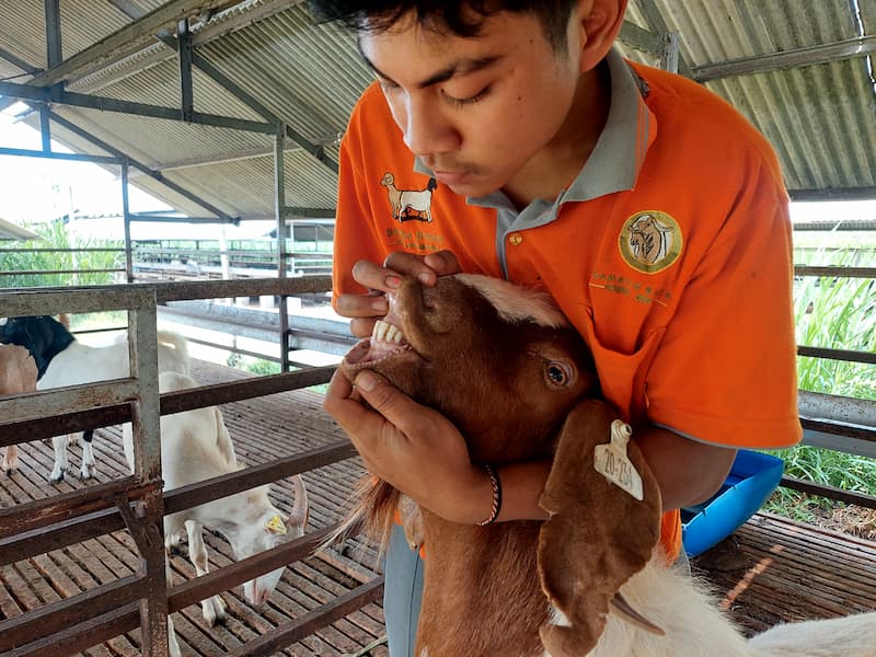 Cara Mengetahui Umur Domba dengan Tepat Melalui Gigi