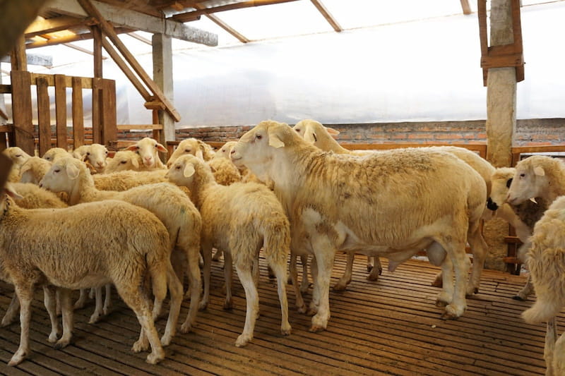 Cara Ternak Domba Modern: Teknologi Terkini untuk Keuntungan Beternak