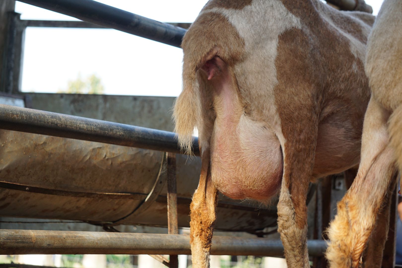 Mastitis pada Domba: Penyebab, Cara Mengobati, dan Pencegahannya