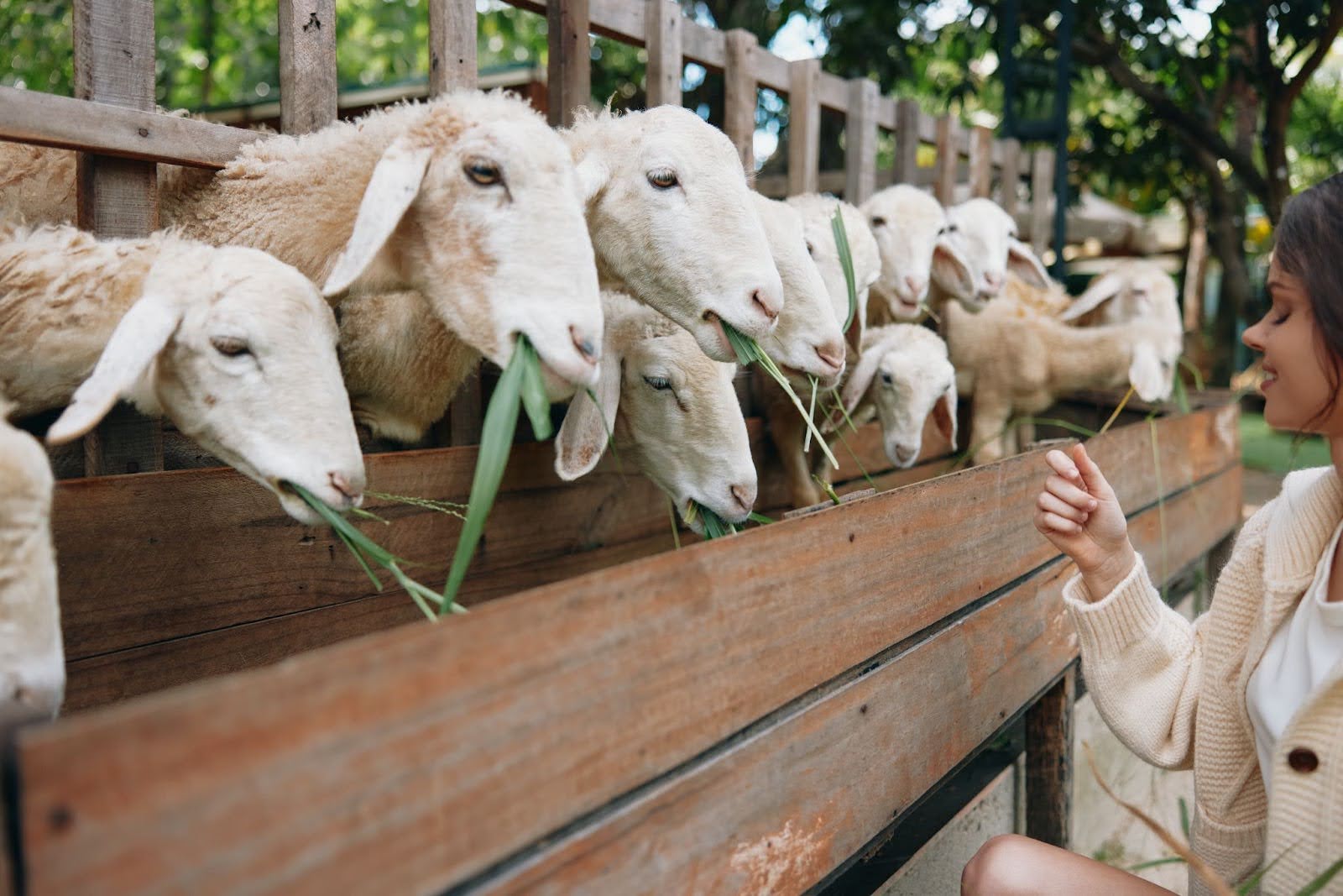 Pakan Alternatif Domba dari Limbah Pertanian