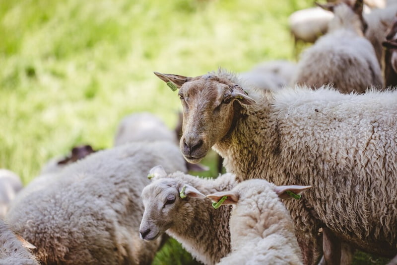 Penyakit pada Domba: Identifikasi, Pencegahan, dan Penanganan yang Tepat