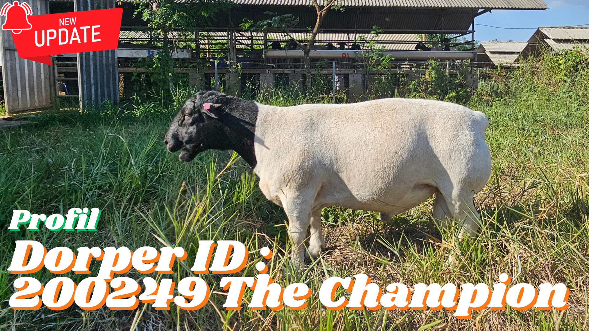 Profil Dorper ID 200249 The Champion
