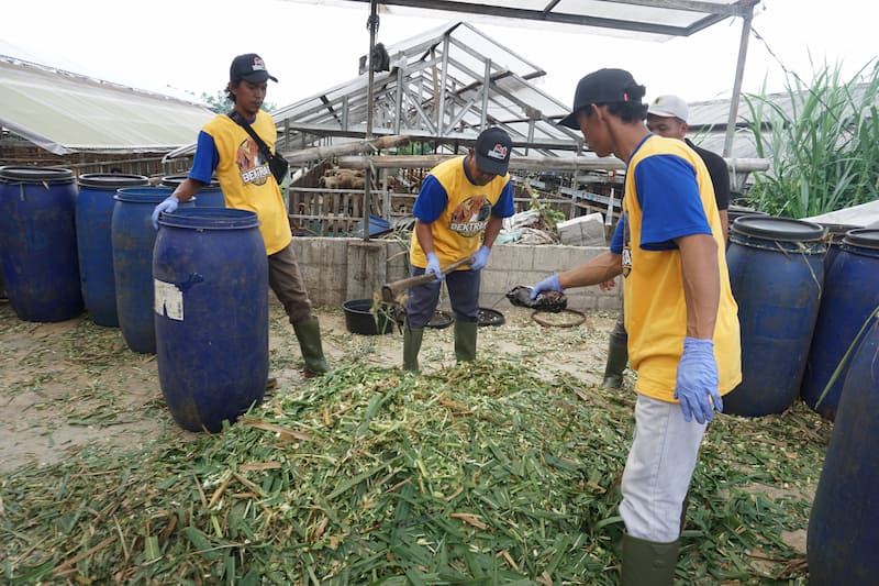 Silase: Pengertian dan Tujuan Pembuatannya