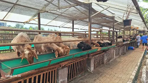 Berbagai Jenis Domba Impor di Indonesia dan Prospek Bisnisnya yang Menjanjikan