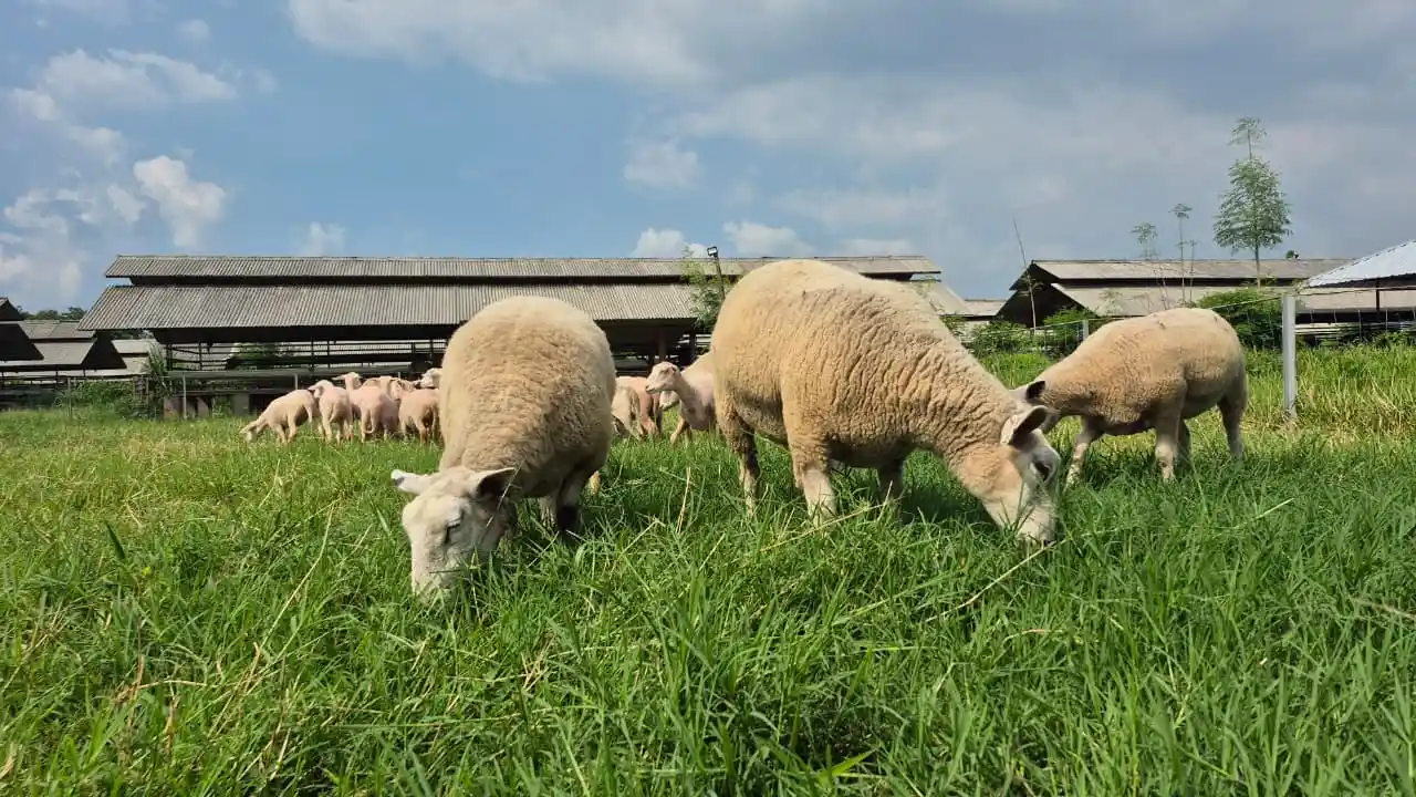 Transfer Embrio Pada Ternak, Solusi Mendapatkan Bibit Unggul